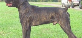 Cane corso dogs maul to death Michigan jogger