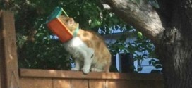 Cat at large with head stuck in bird feeder