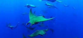 Chilean Devil Rays Dive Deeper Than You Think, Study