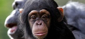 Chimpanzee Intelligence Determined by Genes, Finds New Study