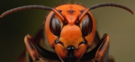 Deadly Asian Hornet 'seen in Scotland'