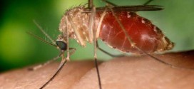 EEE virus found in mosquitoes in Massachusetts