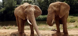 Elephants have far more smell genes than dogs, study finds