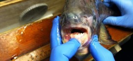 Fish caught in Lake St. Clair looks like a piranha