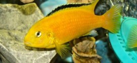 Fish reveal long-term memory span, scientists sayFish reveal long-term memory span, scientists say