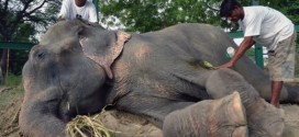 Elephant 'cries' when freed after 50 years in chains