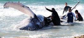 Humpback Rescued In Australia