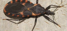 'Kissing bug' : Chagas is a deadly import in United States