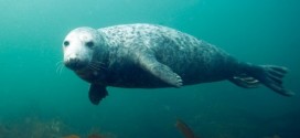 New England : gray seal resurgence stirs call for hunt