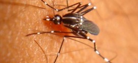 Officials: Mosquito with West Nile Virus found in Harrisburg