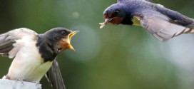 Pesticides now linked to declining bird populations, Dutch study