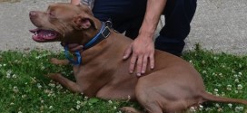 Pit bull saves deaf boy from house fire