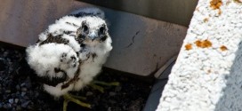 Rare falcon born atop Oshawa hospital