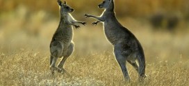 Red Kangaroos Use Tail as Powerful Fifth Leg, Study