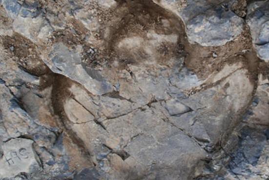 dinosaur footprints canada