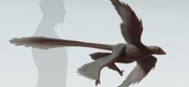 Researchers discover largest four-winged dinosaur to date