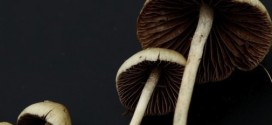 Researchers find how 'shrooms alter the mind