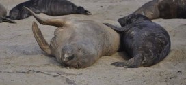 Researchers 'shocked' to see seals use wind farms as hunting grounds