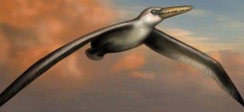 Researchers uncover biggest-ever flying bird