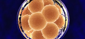 Researchers withdraw claim about stem cell breakthrough