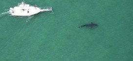 Scientists begin great white shark count off Cape
