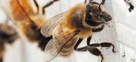 Scientists interested in studying Newfoundland's healthy bees