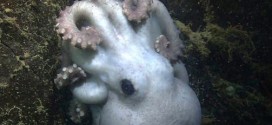 Scientists observe deep-sea octopus with record-breaking patience