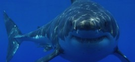 Shark Sightings Off Cape Cod Give Tourism a Big Boost, Report