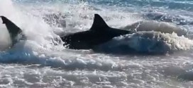 Shark chokes on sea lion: Shark death investigated as video goes viral