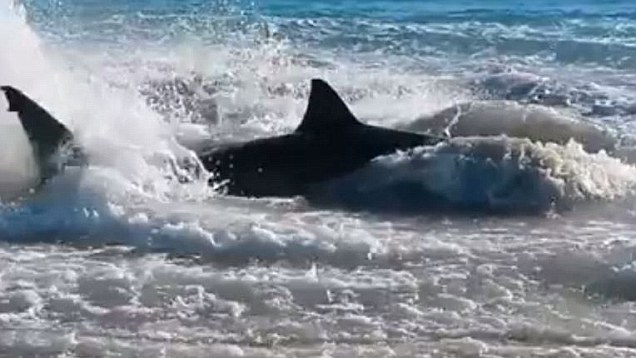 Shark chokes on sea lion: Shark death investigated as video goes viral