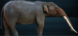 The Gomphotheres: Elephant Ancestor May have Lived Longer Than Once Thought