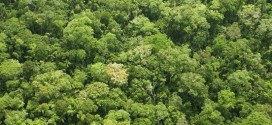 Trees Save 850 Lives a Year, Study