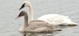 Trumpeter swan off Alberta's threatened species list, Report