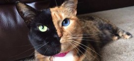 Venus the 'two-faced' cat