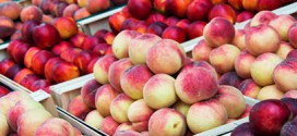 US : California firm issues fruit recall for listeria contamination