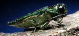 US : Destructive Ash Borer beetle found in Suffolk County