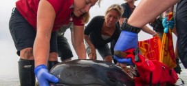 Vancouver Aquarium staff work to save false killer whale