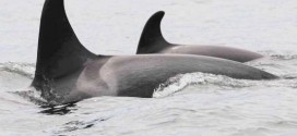 Vancouver : Here’s your chance to name a baby orca