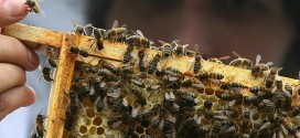 Vancouver : Main Street community garden breaks out in hives