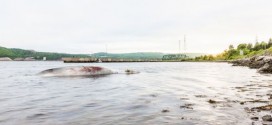 Whale carcass near Canso Causeway, Report