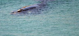 Whale to give birth off Sydney's coast