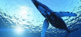 Whales are engineers of ocean ecosystems, study finds