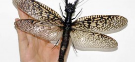 World's Largest Flying Aquatic Insect Found in China