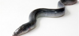 Swedish eel dies at 155