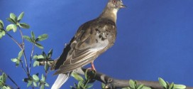 About Martha, the last of the passenger pigeons, Report