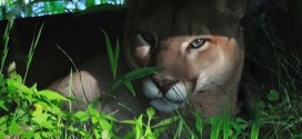 Alberta Environment worker attacked by cougar