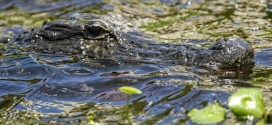 Alligator hunt opens at Loxahatchee