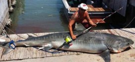 Angler catches 809-pound tiger shark