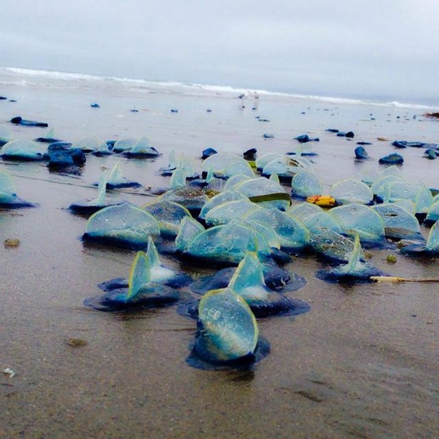 Blue Sea Creatures Wash Up on Local California Beaches