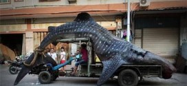 Chinese fisherman transports giant whale shark on his truck